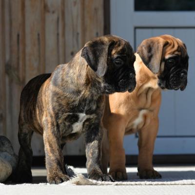   BullMastiff Puppies  - Dubai Dogs, Puppies