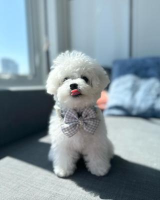   Bichon Frise Puppies  - Dubai Dogs, Puppies