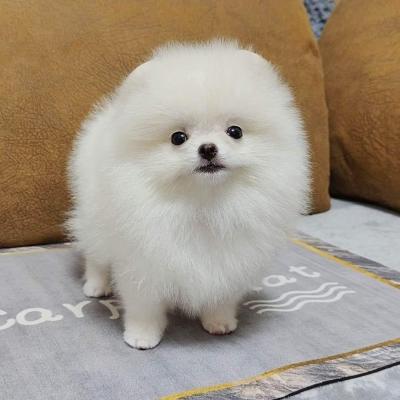   Pomeranian puppies available   