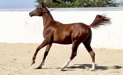  Registered purebred Arabian Horses   