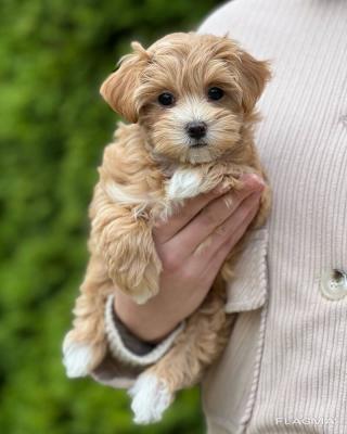  Maltipoo Puppies    