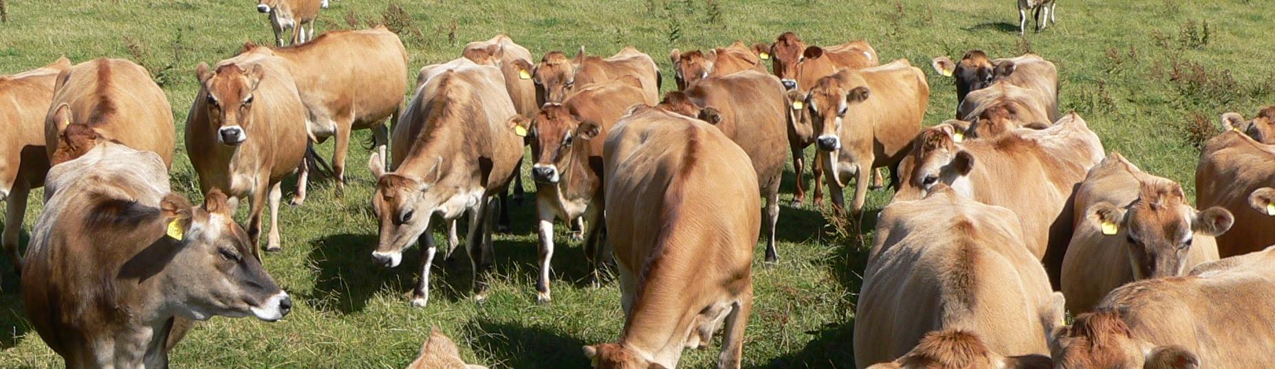  Cows for sale    - Dubai Livestock