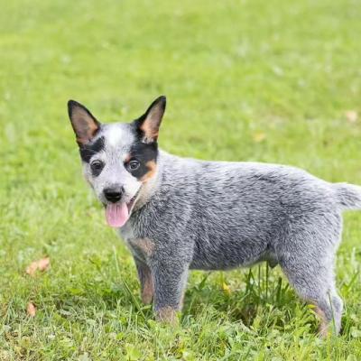  Australian Cattle Dog Puppies (Blue Heeler Puppies) Available now