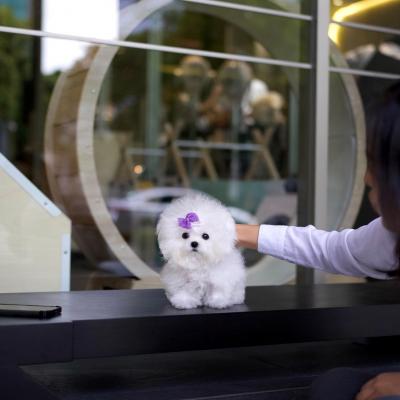   Toy Bichon Frise Puppies 