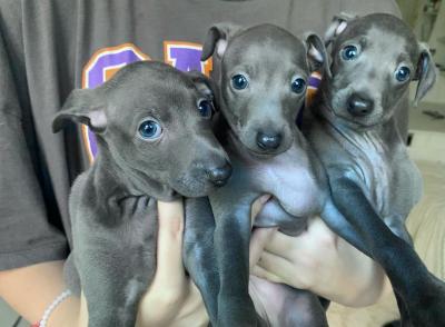   Italian Greyhound puppies