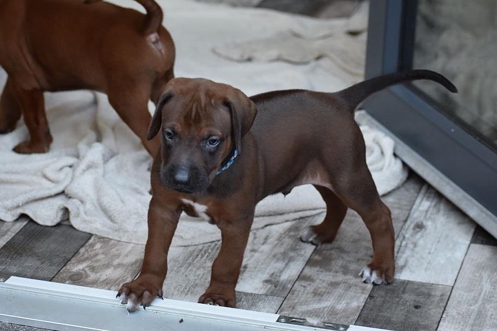  rhodesian ridgeback Puppies  