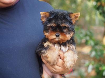  Yorkie Puppies 
