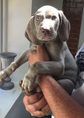   Weimaraner Puppies For Adoption To Any Caring Home  