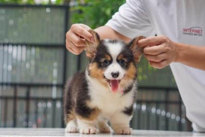   Welsh Corgi Puppies 