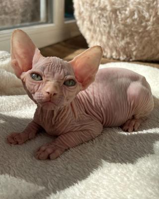  Sphynx Kittens 