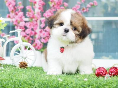   Shih Tzu Puppies   