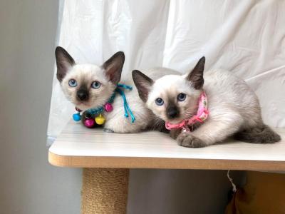   Siamese Kittens Ready  