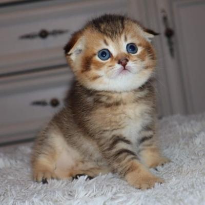  Scottish Fold Kittens   