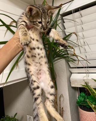  savannah kittens for re-homing  