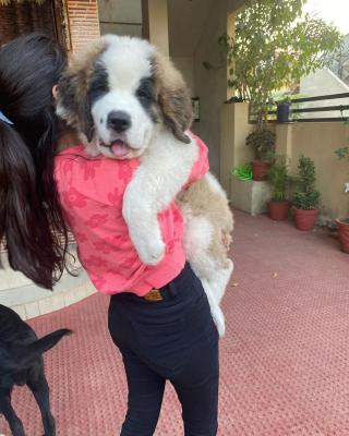   Saint Bernard Puppies   