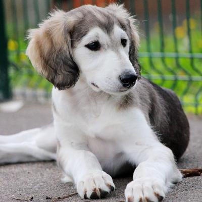  Saluki Puppies available   