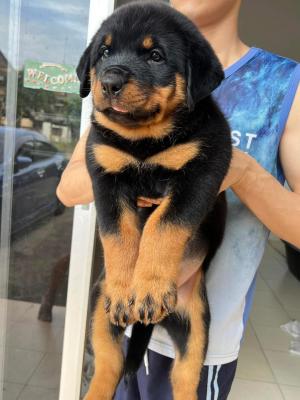  Rottweiler Puppies Available   