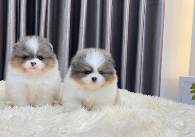   Teacup Pomeranian Puppies   