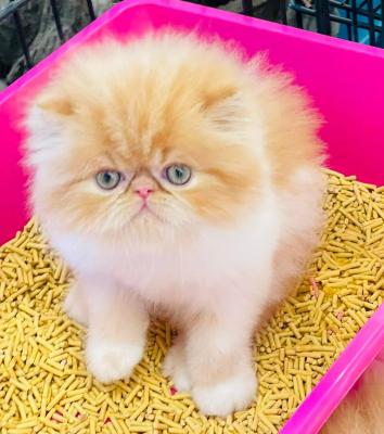  Persian kittens Available   