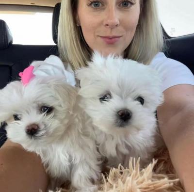  Teacup Maltese Puppies   