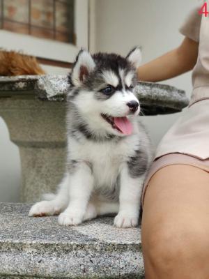   Siberian husky puppies available 