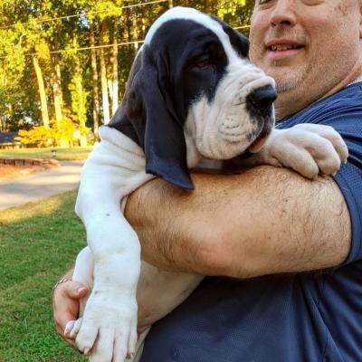  Great Dane Puppies for Adoption  