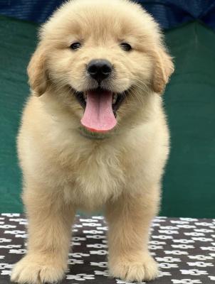   Golden Retriever Puppies   