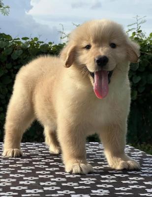   Golden Retriever Puppies    - Kuwait Region Dogs, Puppies