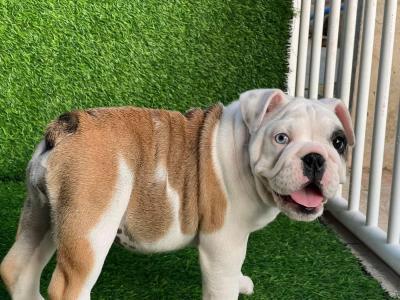  English Bulldog Puppies   