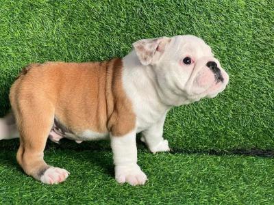  English Bulldog Puppies    - Kuwait Region Dogs, Puppies