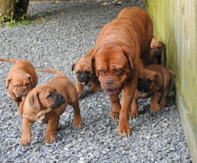   Dogue De Bordeaux Puppies ( French Mastiff )  