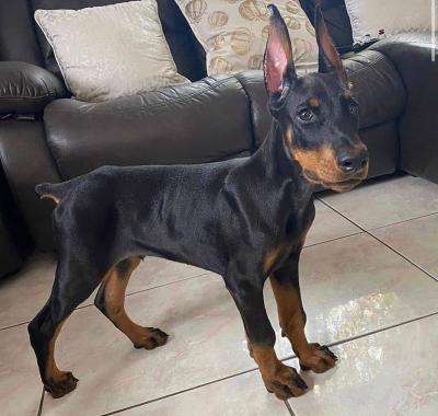   Doberman Pinscher Puppies Available 