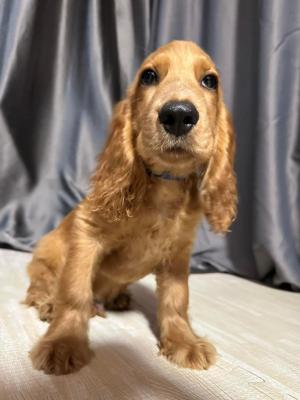   Cocker Spaniel Puppies 
