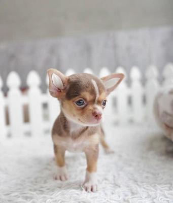   Chihuahua puppies 
