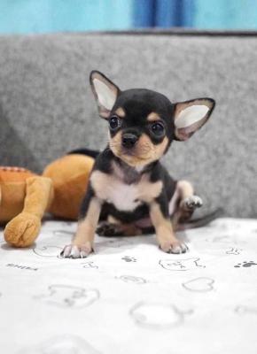   Chihuahua puppies  - Kuwait Region Dogs, Puppies