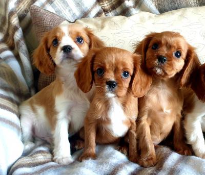   Cavalier King Charles Spaniel puppies 