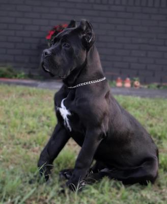   Cane Corso puppies 