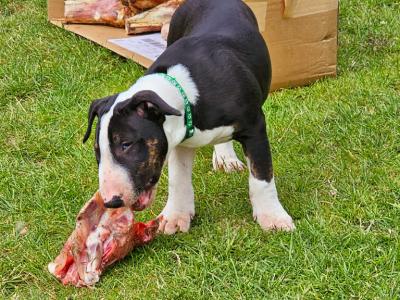   Bull terrier Puppies for Adoption Ready 