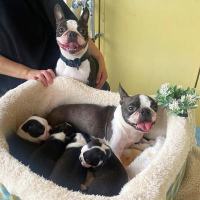   Boston Terrier Puppies For New Homes 