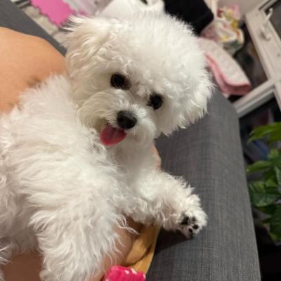   Bichon Frise Puppies  - Kuwait Region Dogs, Puppies