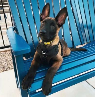  Belgian malinois puppies for adoption. 