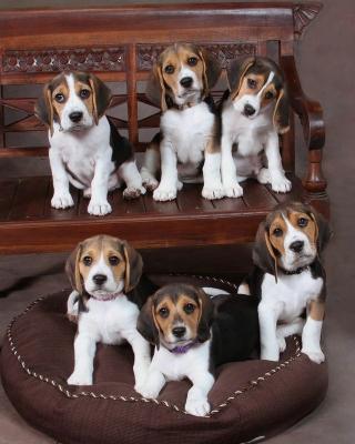   Beagle Puppies for Adoption 