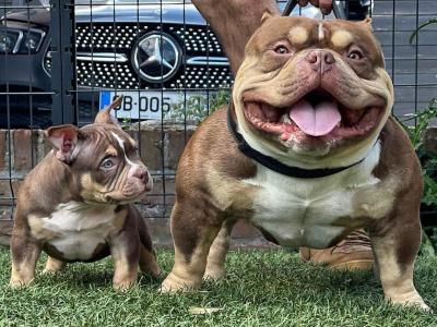   American Bully puppies 