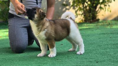   Akita Puppies Available Now 