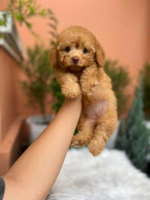  Poodle puppies 