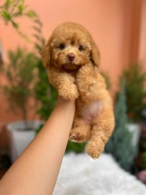  Poodle puppies  - Kuwait Region Dogs, Puppies