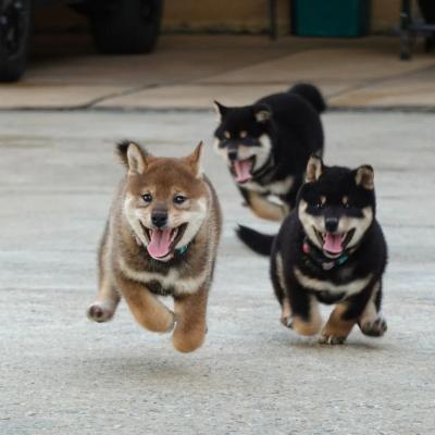   Shiba Inu Puppies   