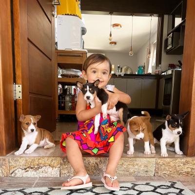  Male and Female Basenji puppies  