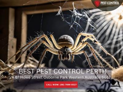 Fast & Effective Pest Removal in Perth