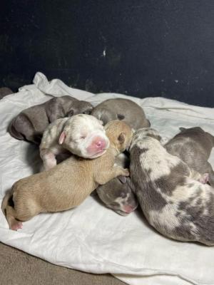 American Bully Pocket  !! - Munchen Dogs, Puppies